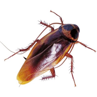 HGX spray tegen kruipend ongedierte HGX spray tegen kruipend ongedierte