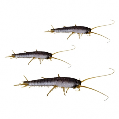 HGX spray tegen zilvervisjes HGX spray tegen zilvervisjes