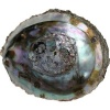 Afbeelding van Alchemia Abalone schelpen