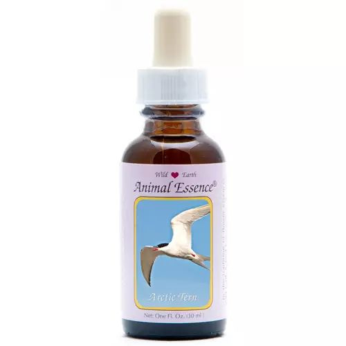 Arctic tern (noordse stern) - 30 Milliliter