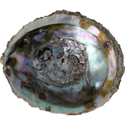 Alchemia Abalone schelpen