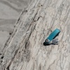 Foto van Orbitkey Crazy Horse Sleutelhanger/Sleutelorganiser Teal