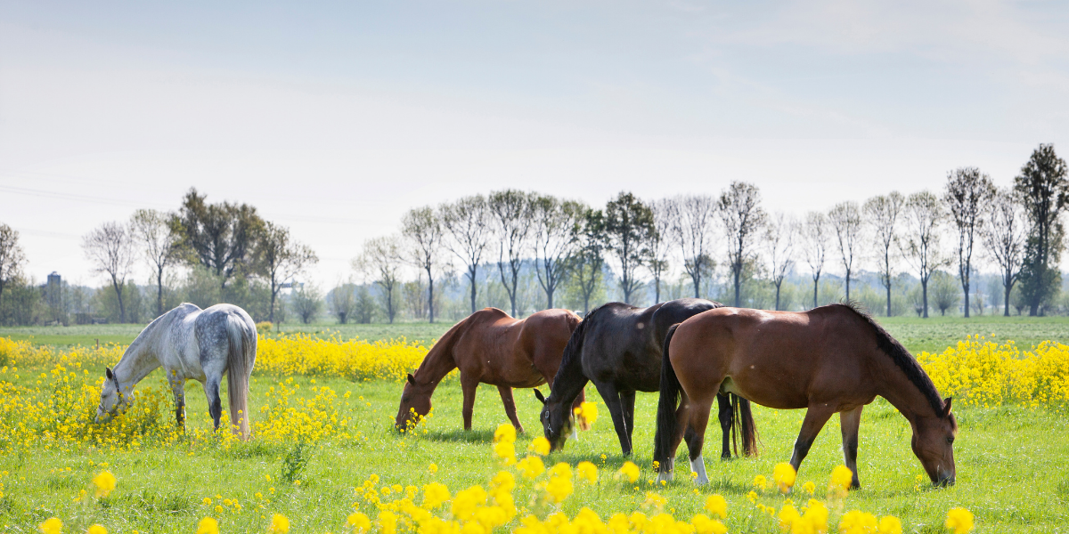 Weidemanagement voor paarden: de basis voor gezonde paarden en een sterke weide