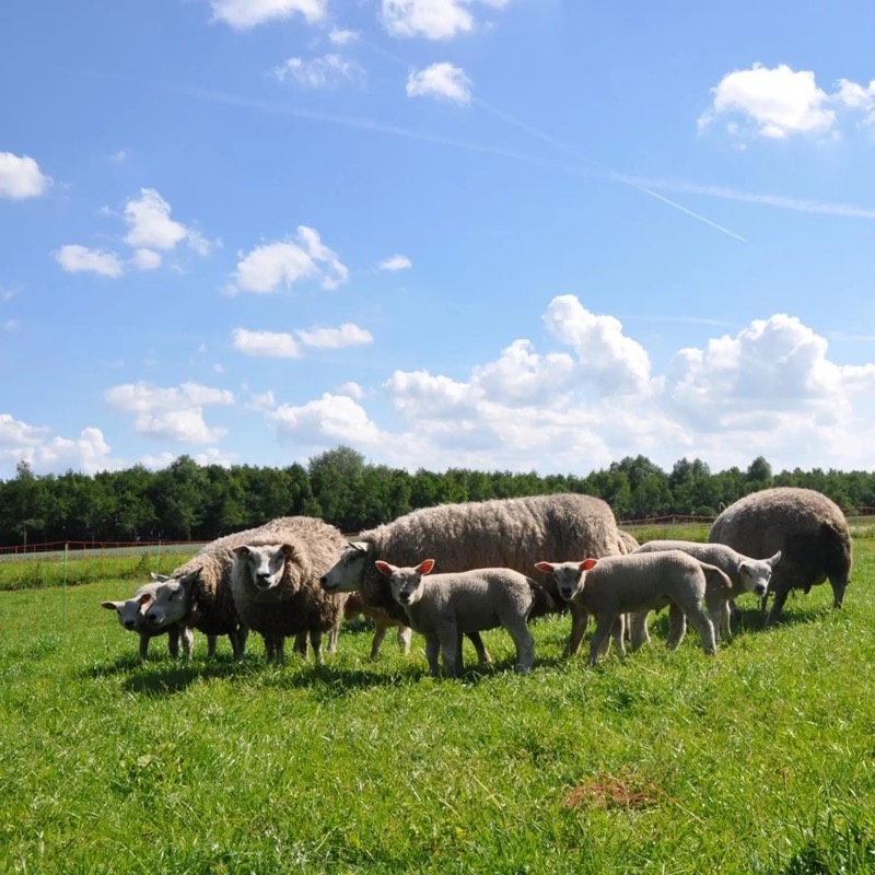 Afrasteringsnetten voor schapen, kippen, geiten en meer