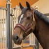 Afbeelding van Harry's Horse Halster Leder Anatomic Furry Matt zwart- cob