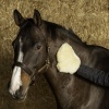 Afbeelding van Harry's Horse Poetshandschoen Merino cream
