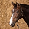 Afbeelding van Harry's Horse Halster Leder Elegance bruin- cob