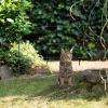 Afbeelding van Gallagher Tuin en Vijver kit 50cm M35 230V