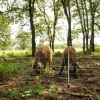 Afbeelding van Gallagher Wildzwijnennet, Wit 75/1-14/W-50m