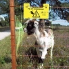 Afbeelding van Gallagher Schapen Combinet, Oranje 90/1-14/G-50m