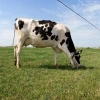 Afbeelding van Gallagher Zink-Alu-Mag HT draad 1,8mm - 25kg - 1250m