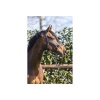 Afbeelding van ANKY® poetshalster Dark Navy- Pony