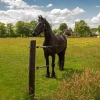 Afbeelding van Gallagher EquiFence Permanentkabel terra 7,5mm - 20kg - 250m