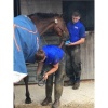 Afbeelding van Horslyx Mini Mint