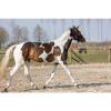 Afbeelding van Excellent Horse Hi Gloss Glitter Spray Silver 250 ml