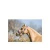 Afbeelding van BR Mini Horse halster met touw Cadet- Shetland