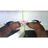 Afbeelding van Excellent Horse Salt Lick Himalaya 2-3 kg (Met touw)