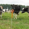 Afbeelding van Gallagher Ring top paal 1,00m (10)