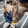 Afbeelding van Horslyx Mini Knoflook