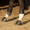 Afbeelding van Harry's Horse Strijklappen Protech bruin- full
