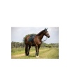 Afbeelding van BR Event strijklappen zonder elastiek Green Gables- Pony