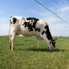Afbeelding van Gallagher Zink-Alu-Mag HT draad 2,5mm - 25kg - 625m