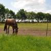 Afbeelding van Gallagher Duopack stijgbeugelpaal 1,55m terra (2x5)