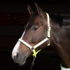 Afbeelding van Harry's Horse Halster Reflective - pony