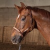 Afbeelding van Harry's Horse Halster Leder Flash zwart- full