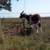 Afbeelding van Gallagher Schapen Combinet, Oranje 90/1-14/G-50m