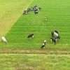 Afbeelding van Gallagher Rasterspin (5)