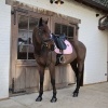 Afbeelding van Kentucky Zadeldek Sammy collection dressuur Old rose- Full