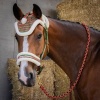 Afbeelding van Harry's Horse Halsterset en Muts Christmas rood- cob
