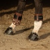 Afbeelding van Harry's Horse Strijklappen Protech wit- full
