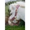 Afbeelding van Kentucky Velvet halster Old rose- Shetty