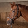 Afbeelding van Harry's Horse Halster Leder Flash bruin- cob
