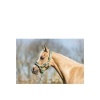Afbeelding van BR Mini Horse halster met touw Feldspar- Shetland