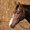Afbeelding van Harry's Horse Halster Leder Elegance zwart- full