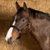 Afbeelding van Harry's Horse Halster Leder Anatomic zwart- cob