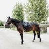 Afbeelding van Kentucky Zadeldek Skin Friendly dressuur Black- Full