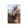 Afbeelding van ANKY® poetshalster Zwart- Pony