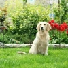 Afbeelding van Gallagher Tuin en Vijver kit 50cm M35 230V