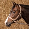 Afbeelding van Harry's Horse Halster Leder Cremello beige- cob
