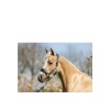 Afbeelding van BR Mini Horse halster met touw Midnight Navy- Cob