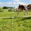 Afbeelding van Gallagher Multidraad Quattro paal 1,00m (10)