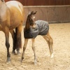 Afbeelding van Harry's Horse Veulendeken Stable 100gr zwart- 65