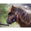 Afbeelding van Harry's Horse Veulenhalster Padded zwart- mini-veu