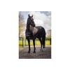 Afbeelding van BR katoenen deken Classic Zwart- 175/130 cm