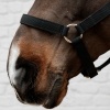 Afbeelding van Kentucky Halster nylon Black- Pony