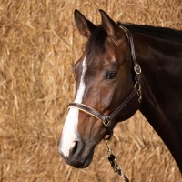 Harry's Horse Halster Leder Elegance bruin- cob